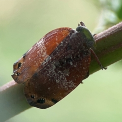 Platybrachys decemmacula at Holtze Close Neighbourhood Park - 18 Mar 2024 04:20 PM