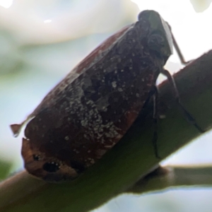 Platybrachys decemmacula at Holtze Close Neighbourhood Park - 18 Mar 2024