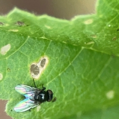 Diptera (order) at Holtze Close Neighbourhood Park - 18 Mar 2024 by Hejor1