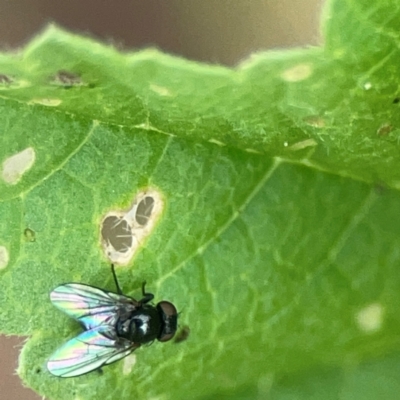 Diptera (order) - 1 Jan 1900 by Hejor1