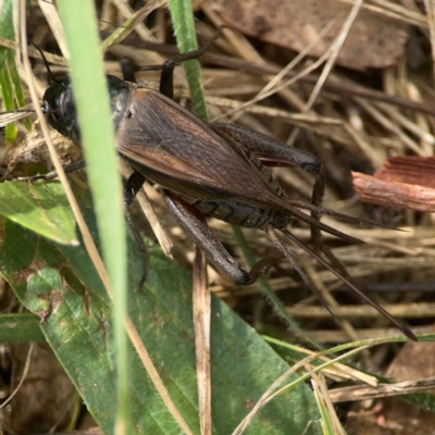 Teleogryllus commodus (Black Field Cricket) at Holtze Close Neighbourhood Park - 18 Mar 2024 by Hejor1