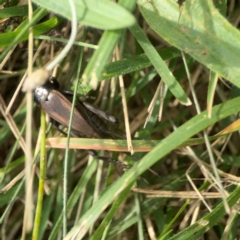 Teleogryllus commodus at Holtze Close Neighbourhood Park - 18 Mar 2024