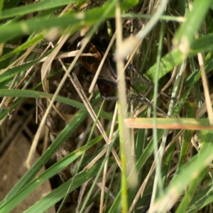 Teleogryllus commodus at Holtze Close Neighbourhood Park - 18 Mar 2024