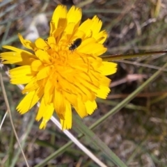 Dasytinae (subfamily) (Soft-winged flower beetle) at Franklin Grassland (FRA_5) - 4 Mar 2024 by JenniM