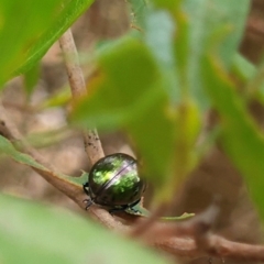 Callidemum hypochalceum (Hop-bush leaf beetle) at Strathnairn, ACT - 17 Mar 2024 by PetraPeoplEater