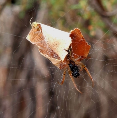 Phonognatha graeffei (Leaf Curling Spider) at Strathnairn, ACT - 17 Mar 2024 by PetraPeoplEater