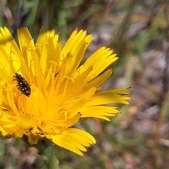 Dasytinae (subfamily) (Soft-winged flower beetle) at Harrison, ACT - 4 Mar 2024 by JenniM
