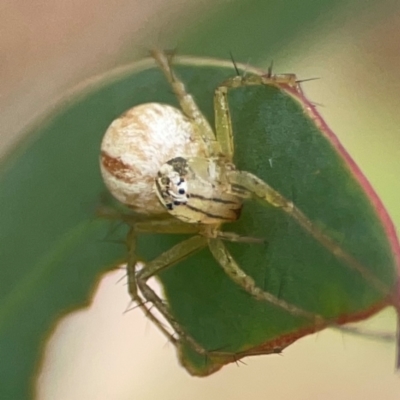 Oxyopes sp. (genus) (Lynx spider) at Holtze Close Neighbourhood Park - 18 Mar 2024 by Hejor1