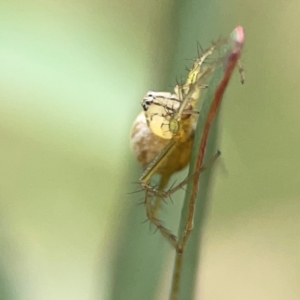 Oxyopes (genus) at Holtze Close Neighbourhood Park - 18 Mar 2024 04:18 PM