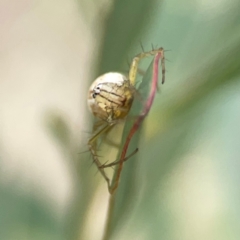 Oxyopes sp. (genus) at Holtze Close Neighbourhood Park - 18 Mar 2024