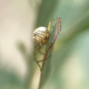 Oxyopes (genus) at Holtze Close Neighbourhood Park - 18 Mar 2024 04:18 PM
