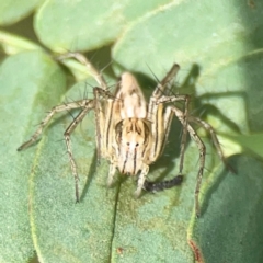 Oxyopes (genus) at Holtze Close Neighbourhood Park - 18 Mar 2024 04:18 PM