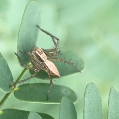 Oxyopes sp. (genus) at Holtze Close Neighbourhood Park - 18 Mar 2024