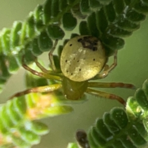 Australomisidia pilula at Holtze Close Neighbourhood Park - 18 Mar 2024 04:09 PM