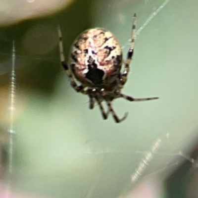 Cryptachaea veruculata (Diamondback comb-footed spider) at Holtze Close Neighbourhood Park - 18 Mar 2024 by Hejor1