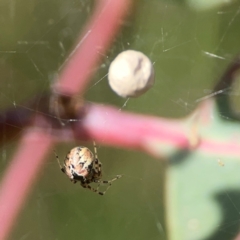 Cryptachaea veruculata at Holtze Close Neighbourhood Park - 18 Mar 2024 03:28 PM