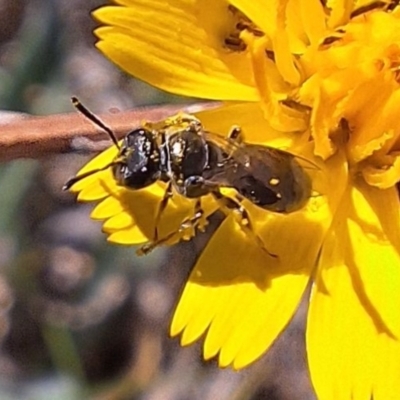 Lasioglossum (Homalictus) sp. (genus & subgenus) (Furrow Bee) at Harrison, ACT - 3 Mar 2024 by JenniM
