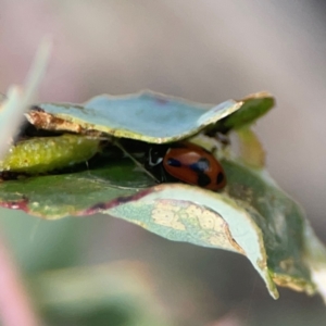 Hippodamia variegata at Holtze Close Neighbourhood Park - 18 Mar 2024