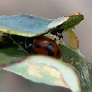 Hippodamia variegata at Holtze Close Neighbourhood Park - 18 Mar 2024