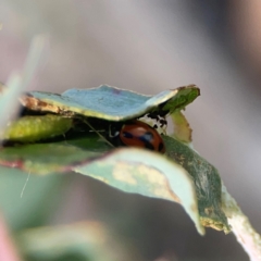 Hippodamia variegata at Holtze Close Neighbourhood Park - 18 Mar 2024