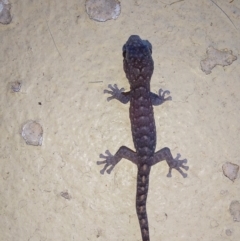 Christinus marmoratus (Southern Marbled Gecko) at Albury - 18 Mar 2024 by RobCook