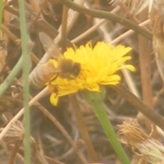 Apis mellifera (European honey bee) at Black Street Grasslands to Stirling Ridge - 17 Mar 2024 by MichaelMulvaney