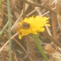 Apis mellifera (European honey bee) at Yarralumla, ACT - 17 Mar 2024 by MichaelMulvaney