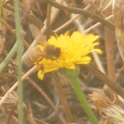 Apis mellifera (European honey bee) at Yarralumla, ACT - 17 Mar 2024 by MichaelMulvaney