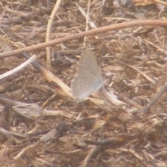 Zizina otis (Common Grass-Blue) at Yarralumla Grassland (YGW) - 18 Mar 2024 by MichaelMulvaney