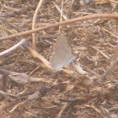 Zizina otis (Common Grass-Blue) at Yarralumla Grassland (YGW) - 17 Mar 2024 by MichaelMulvaney