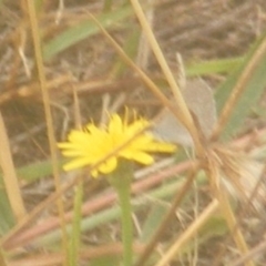 Zizina otis at Yarralumla Grassland (YGW) - 18 Mar 2024 09:56 AM