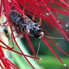 Lasioglossum (Parasphecodes) sp. (genus & subgenus) at Dunlop, ACT - 11 Mar 2024