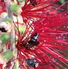 Lasioglossum (Parasphecodes) sp. (genus & subgenus) at Dunlop, ACT - 11 Mar 2024