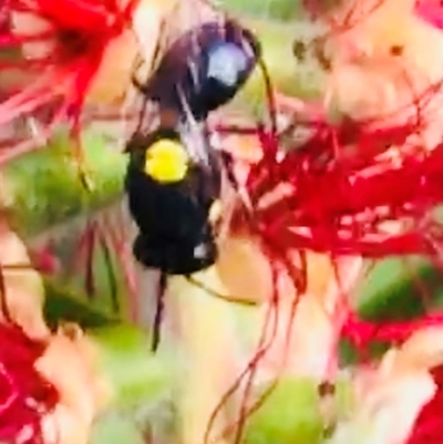 Hylaeinae (subfamily) (Masked bee, Hylaeine bee) at Dunlop, ACT - 11 Mar 2024 by JR