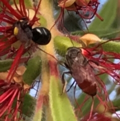 Hylaeinae (subfamily) at Dunlop, ACT - 11 Mar 2024