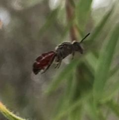 Lasioglossum (Parasphecodes) sp. (genus & subgenus) (Halictid bee) at Dunlop, ACT - 17 Mar 2024 by JR