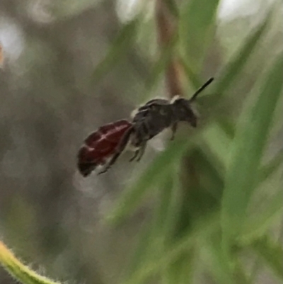 Lasioglossum (Parasphecodes) sp. (genus & subgenus) (Halictid bee) at Dunlop, ACT - 17 Mar 2024 by JR