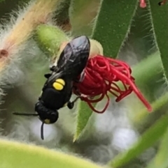 Hylaeus (Euprosopis) honestus (A hylaeine colletid bee) at Dunlop, ACT - 17 Mar 2024 by JR