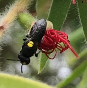 Hylaeus (Euprosopis) honestus at Dunlop, ACT - 17 Mar 2024 01:29 PM