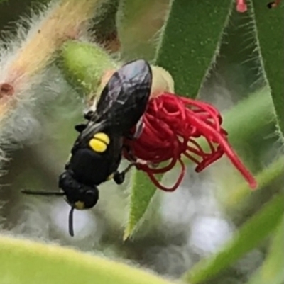 Hylaeus (Euprosopis) honestus (A hylaeine colletid bee) at Dunlop, ACT - 17 Mar 2024 by JR