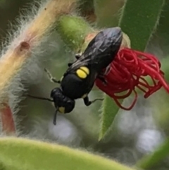 Hylaeus (Euprosopis) honestus at Dunlop, ACT - 17 Mar 2024 01:29 PM