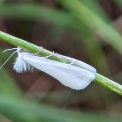 Tipanaea patulella (The White Crambid moth) at Watson Green Space - 18 Mar 2024 by AniseStar