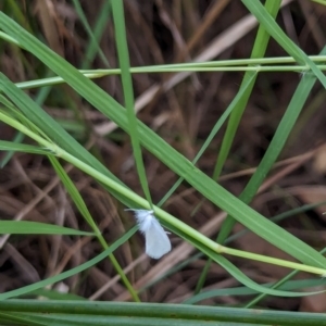 Tipanaea patulella at Watson Green Space - 18 Mar 2024 05:54 PM