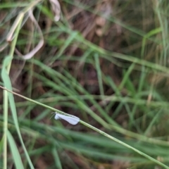 Tipanaea patulella at Watson Green Space - 18 Mar 2024 05:54 PM