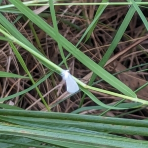 Tipanaea patulella at Watson Green Space - 18 Mar 2024 05:54 PM