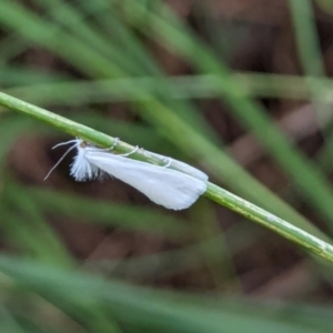 Tipanaea patulella at Watson Green Space - 18 Mar 2024 05:54 PM