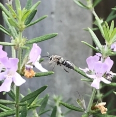 Apiformes (informal group) (Unidentified bee) at Dunlop, ACT - 10 Feb 2024 by JR