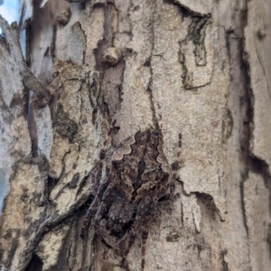 Hortophora sp. (genus) at Watson Green Space - 18 Mar 2024