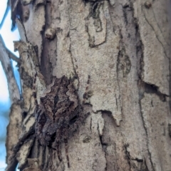 Hortophora sp. (genus) at Watson Green Space - 18 Mar 2024