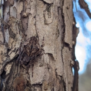 Hortophora sp. (genus) at Watson Green Space - 18 Mar 2024